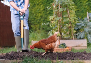 How to Raise Chickens Natural Fertilizer 