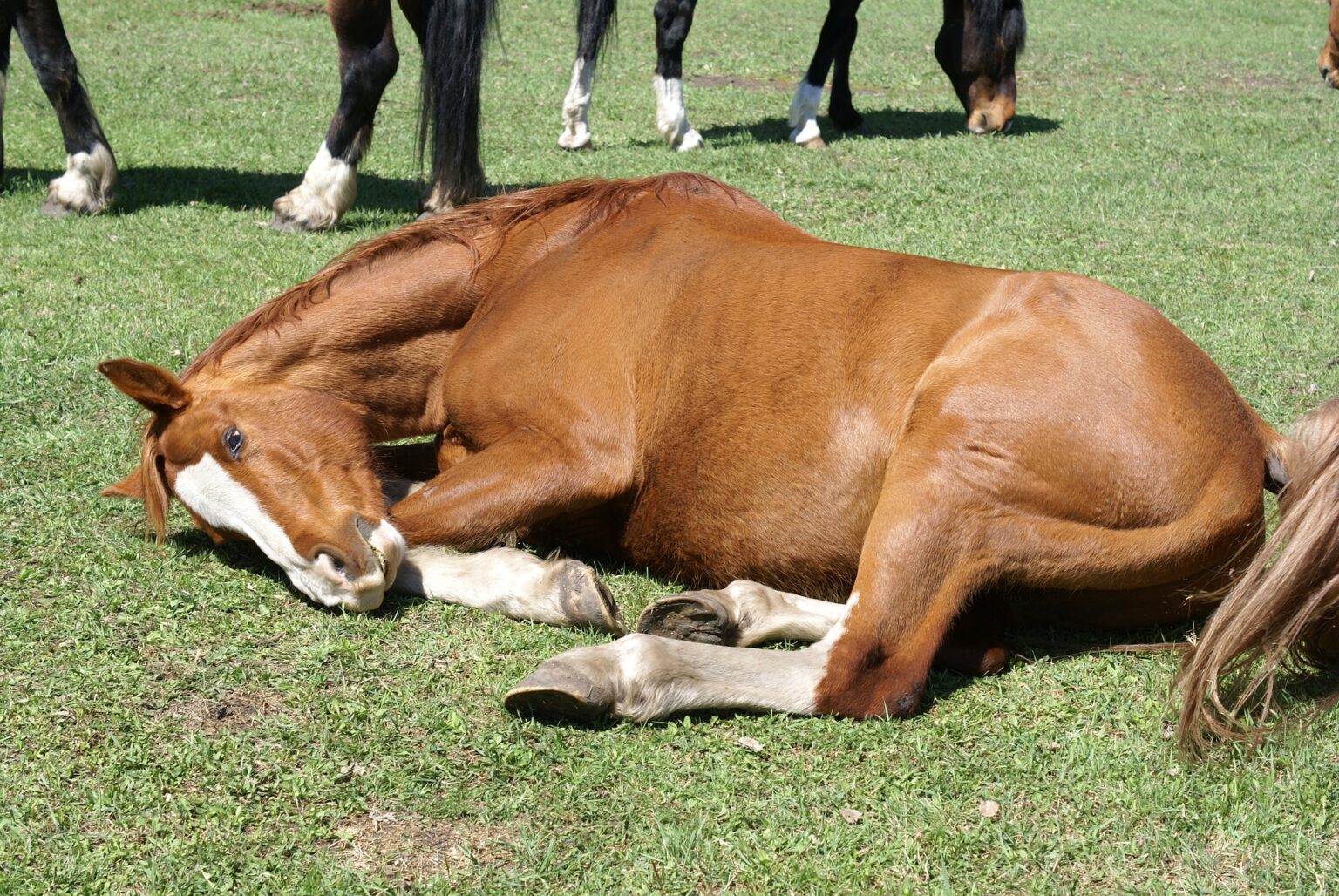 Do Horses Sleep Standing Up: (How and Why Do they Sleep Standing)