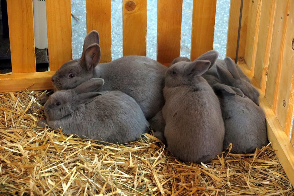How Long Are Rabbits Pregnant For? Newbie Farmer