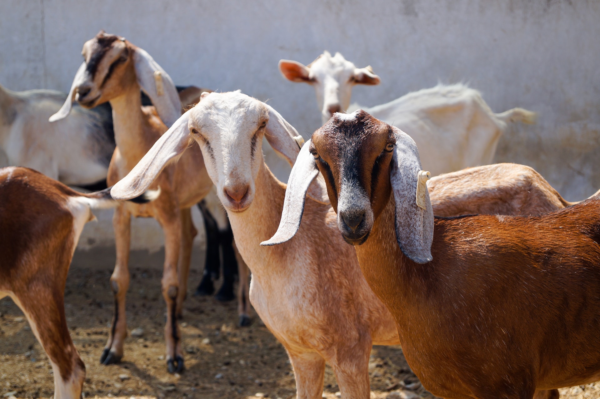 Small-Scale Goat Farming Your Guide to Happy and Healthy Goats